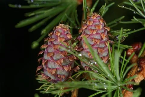Larch strobili Stock Photos
