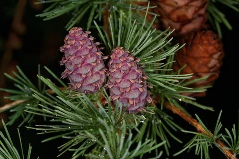 Larch strobili Stock Photos