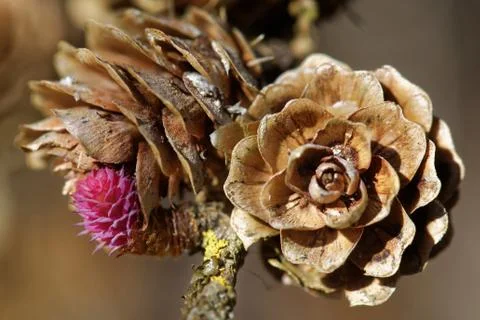 Larch strobili Foto stock
