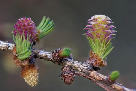 Larch strobili Foto stock