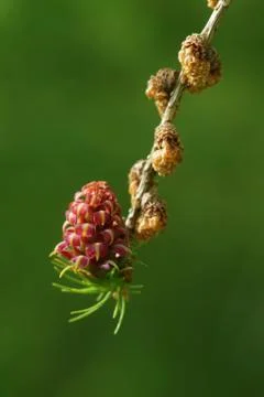 Larch strobili Stock Photos