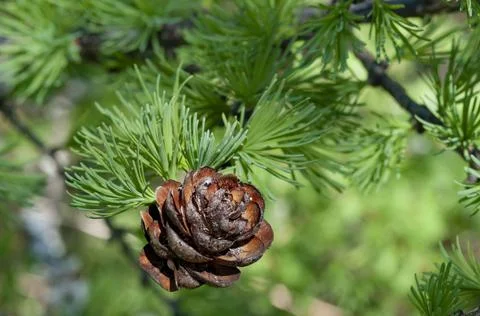 Larch strobili Stock Photos