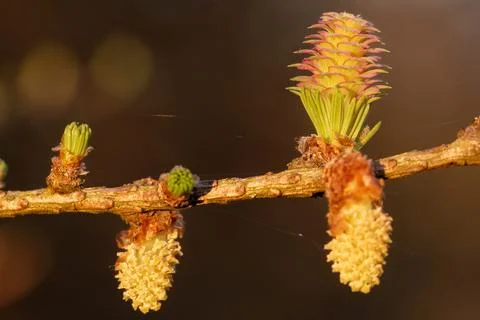 Larch strobili Stock Photos