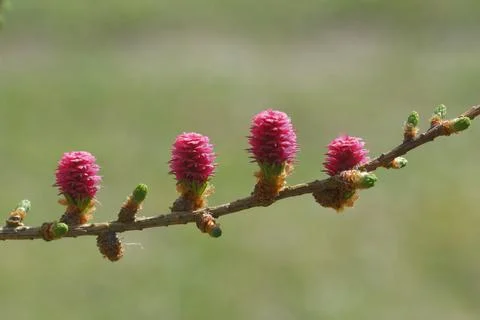 Larch strobili Stock Photos