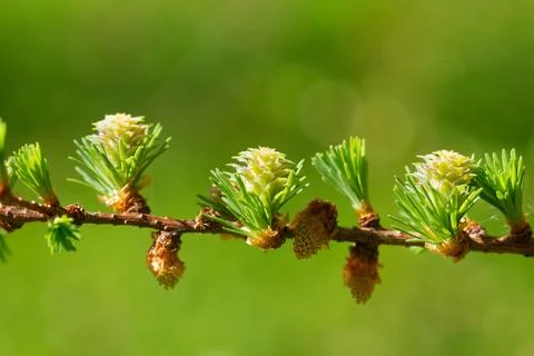 Larch strobili Stock Photos
