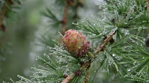 Larch strobilus Stock Footage 78335759