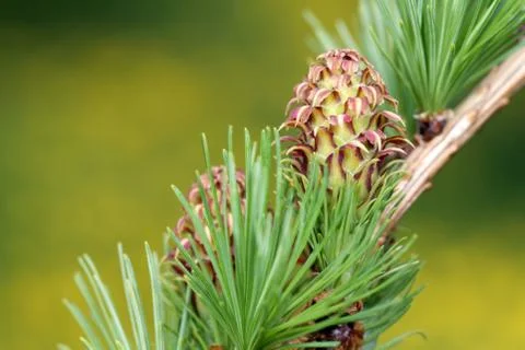 Larch strobilus on green background Foto stock