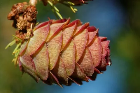 Larch strobilus, an ovulate cone Stock Photos