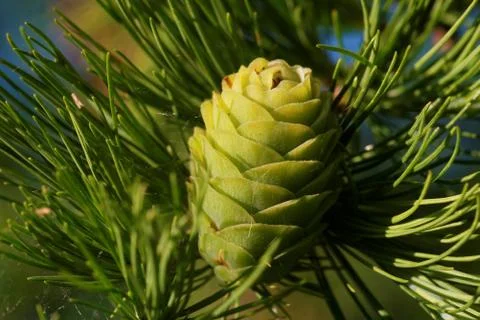 Larch strobilus, an ovulate cone Stock Photos