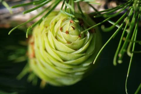 Larch strobilus, an ovulate cone Stock-Fotos