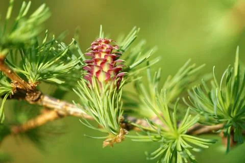 Larch strobilus Stock Photos