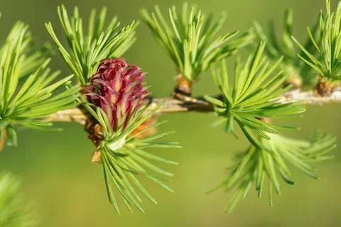 Larch strobilus Stock Photos