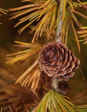 Larch strobilus Stock Photos