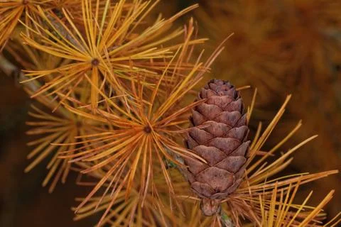 Larch strobilus Stock Photos
