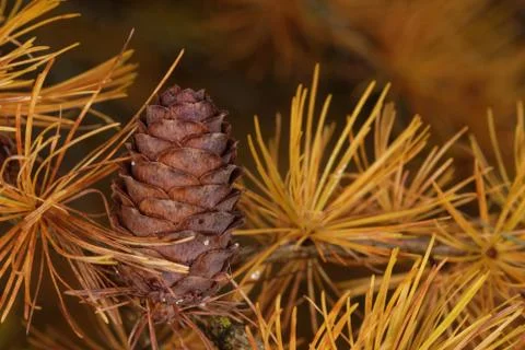 Larch strobilus Foto stock