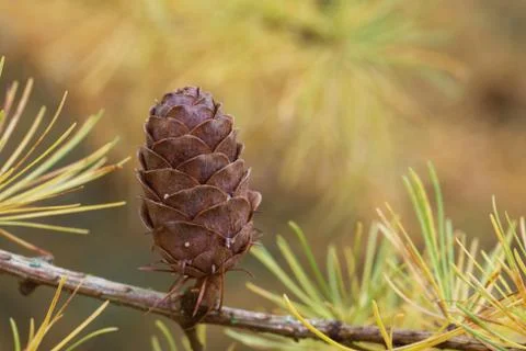 Larch strobilus Stock-Fotos