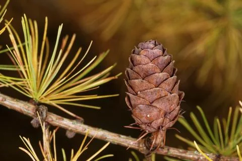 Larch strobilus Stock-Fotos