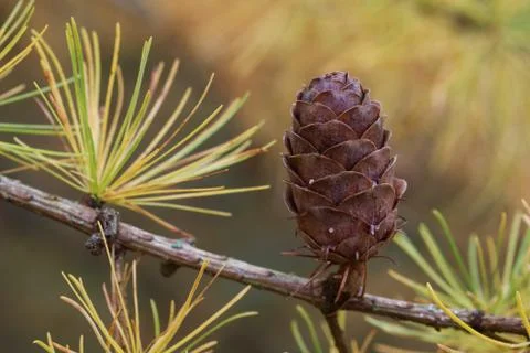 Larch strobilus Foto stock