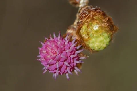 Larch strobilus Stock Photos