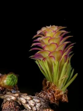 Larch strobilus Stock Photos