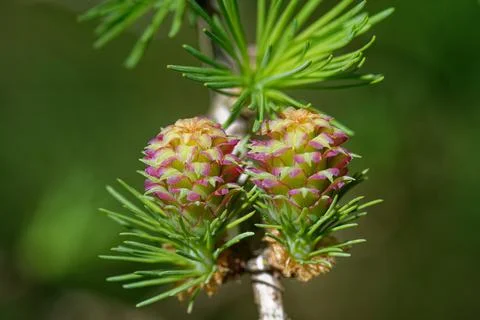 Larch strobilus: two young ovulate cones. Stock Photos
