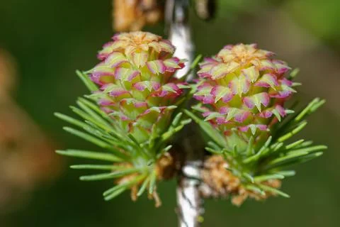 Larch strobilus: two young ovulate cones. Stock Photos
