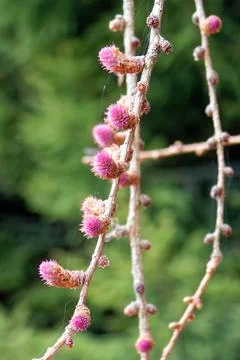 Larch strobilus: very young ovulate cones. Stock Photos