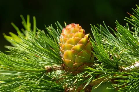 Larch strobilus: young ovulate cone on a larch branch. Stock Photos