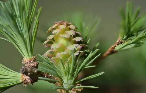 Larch strobilus: young ovulate cone on a larch branch. Foto stock