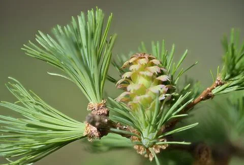 Larch strobilus: young ovulate cone on a larch branch. Foto stock