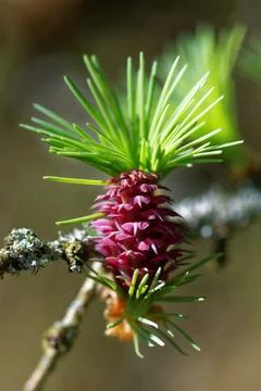 Larch strobilus: young ovulate cones on a larch branch. Stock Photos