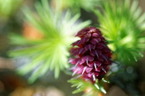 Larch strobilus: young ovulate cones on a larch branch. Foto stock