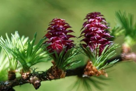 Larch strobilus: young ovulate cones on a larch branch. Stock Photos