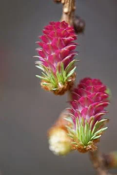 Larch strobilus: young ovulate cones on a larch branch. Stock-Fotos