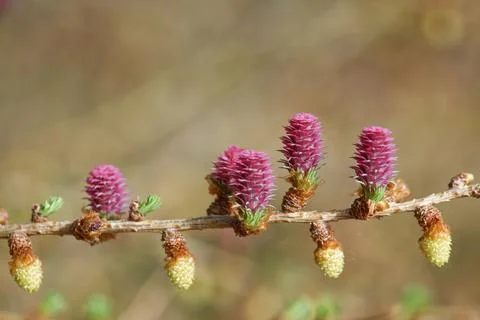 Larch strobilus: young ovulate cones on a larch branch. Stock Photos