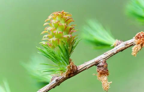 Larch strobilus: young ovulate cones on a larch branch. Foto stock