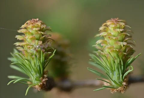 Larch strobilus: young ovulate cones on a larch branch. Stock Photos