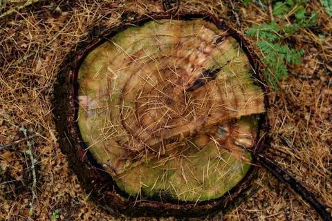 Larch stump Stock Photos