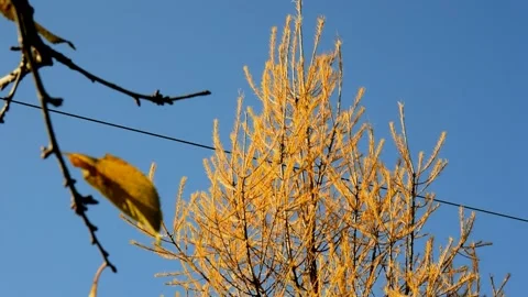 Larch tree in autumn day Stock Footage 238621706