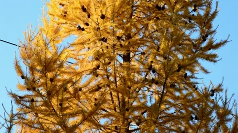 Larch tree in autumn Stock Footage 273179711
