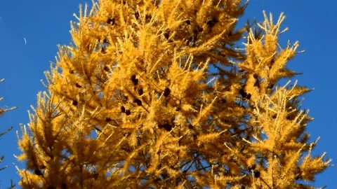 Larch tree in autumn Stock Footage 273183331