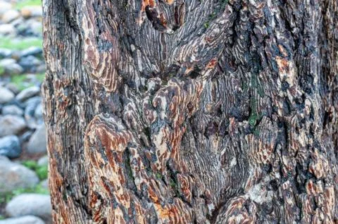 Larch tree bark tree in the valley on Altai, Russia Stock Photos