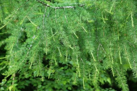 Larch tree branch Stock Photos