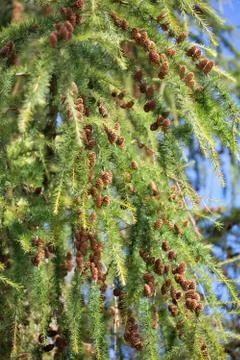 Larch tree branch Stock Photos