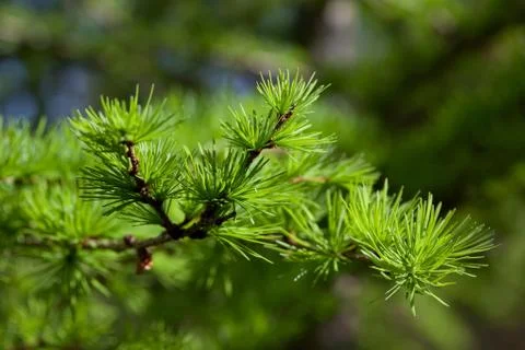 Larch tree branch Stock Photos
