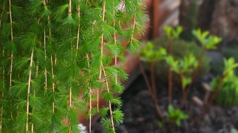 Larch tree branches flutter in breeze, fine green needles sway gently. Video stock 335384147
