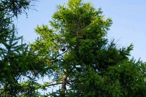 Larch tree branches lit by the spring sun against a blue sky. Copy space Stock Photos