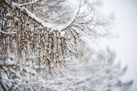 Larch tree branches with small cones in snow background Stock Photos