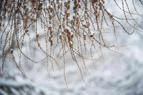 Larch tree branches with small cones in snow background Foto stock