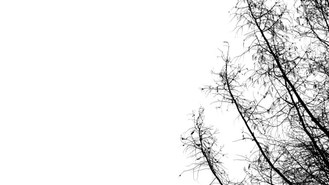 Larch tree branches in winter - black silhouette isolated on white background Stock Footage 148915292